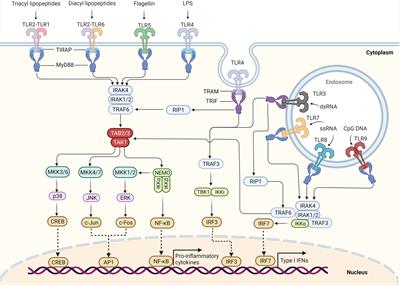 Toll-Like Receptor Signaling and Its Role in Cell-Mediated Immunity